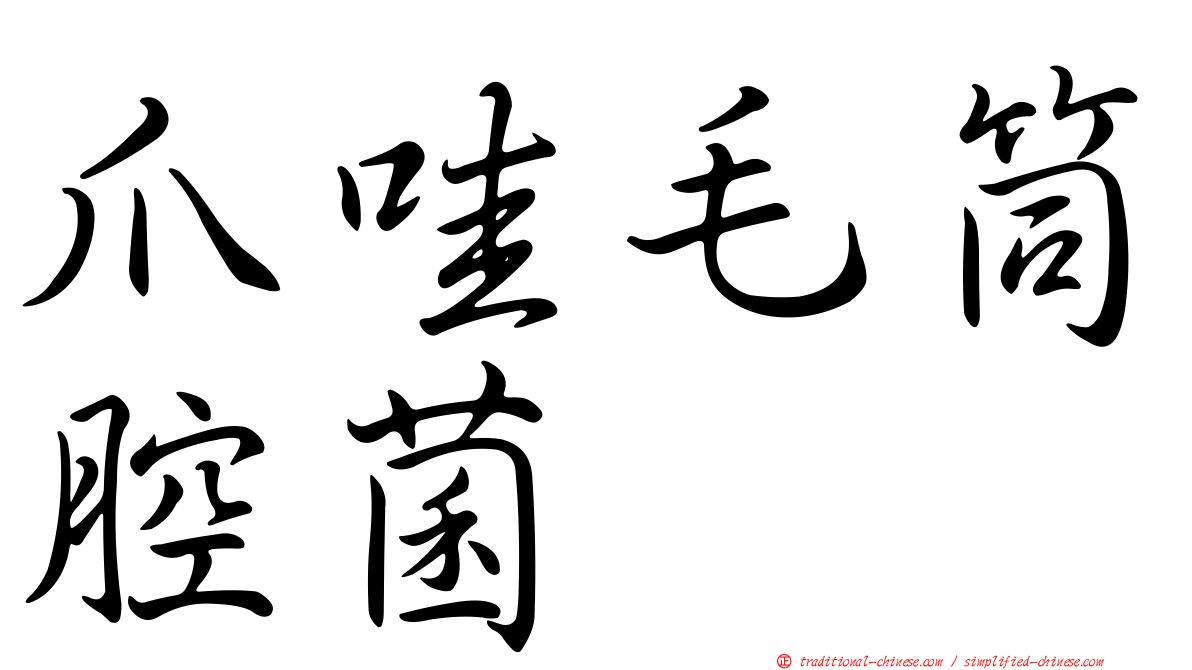 爪哇毛筒腔菌