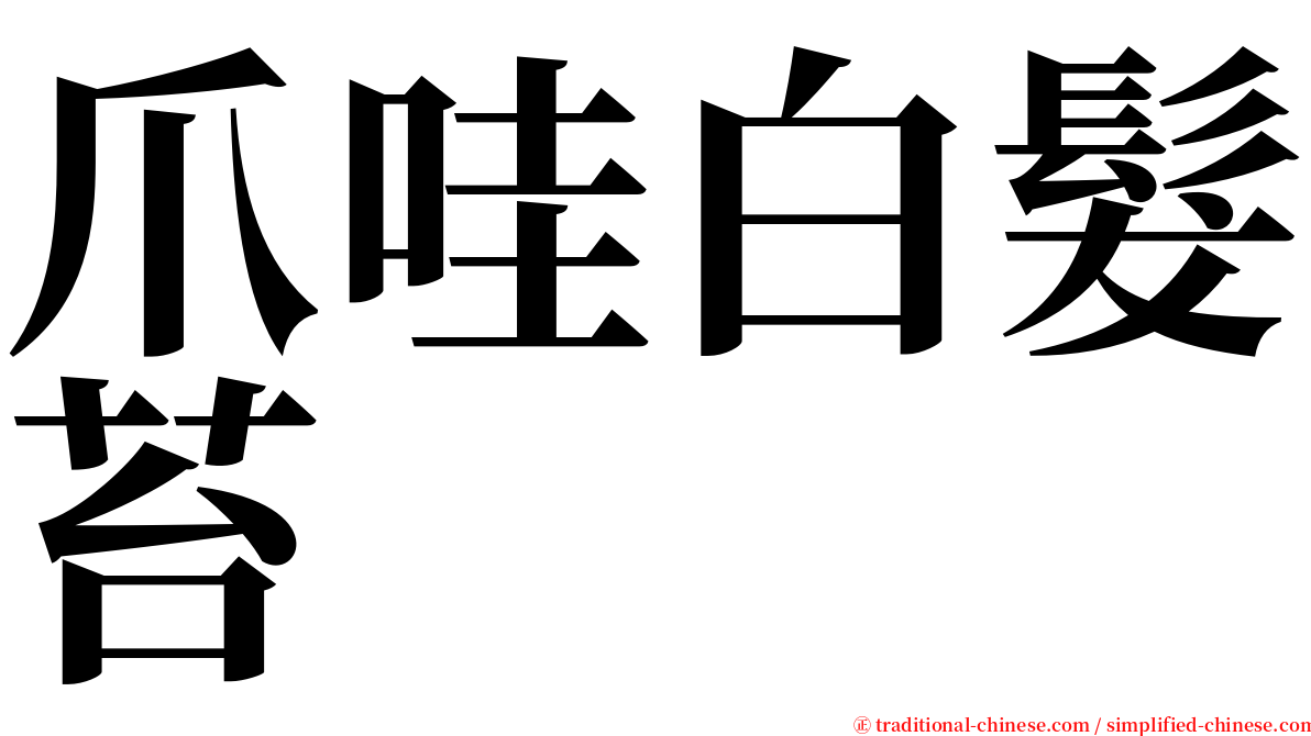 爪哇白髮苔 serif font