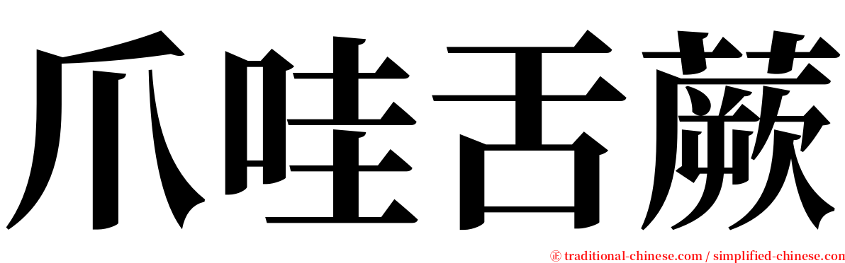 爪哇舌蕨 serif font