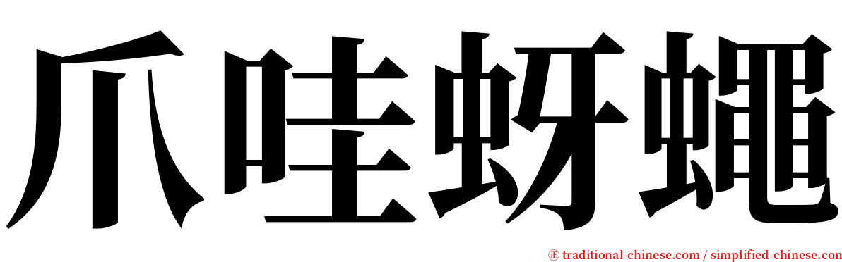 爪哇蚜蠅 serif font