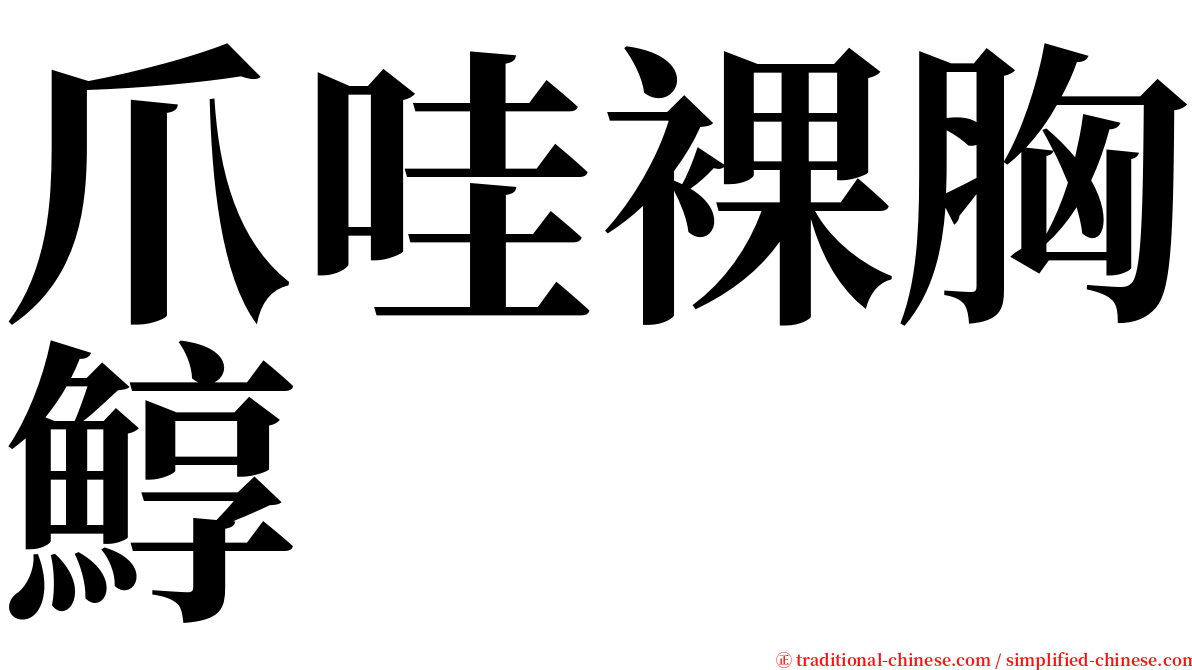 爪哇裸胸鯙 serif font