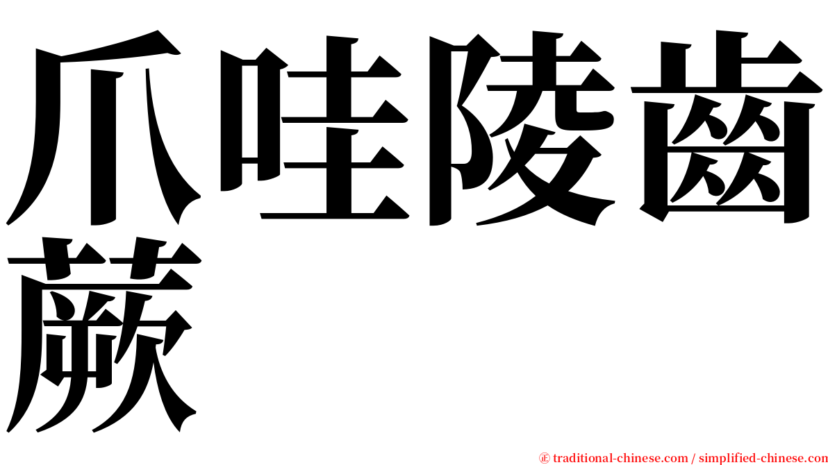 爪哇陵齒蕨 serif font