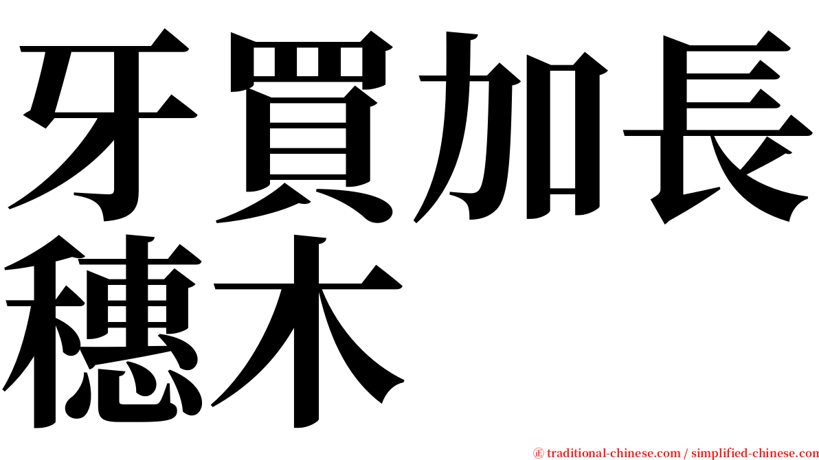 牙買加長穗木 serif font