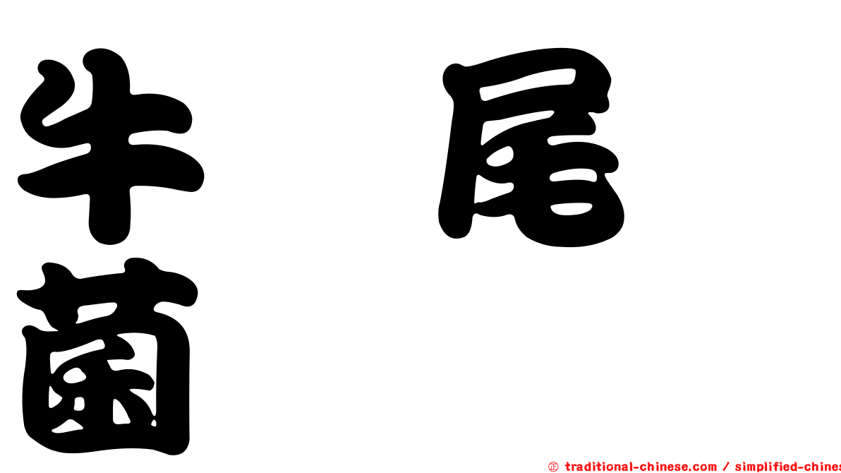 牛蒡尾孢菌