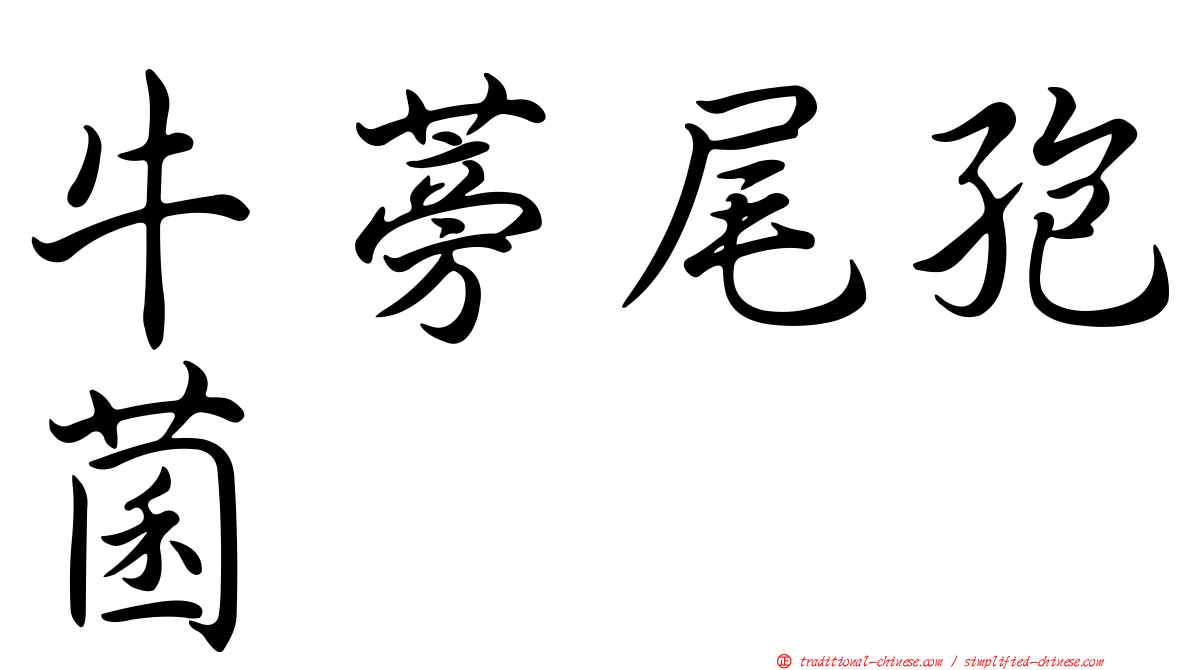 牛蒡尾孢菌