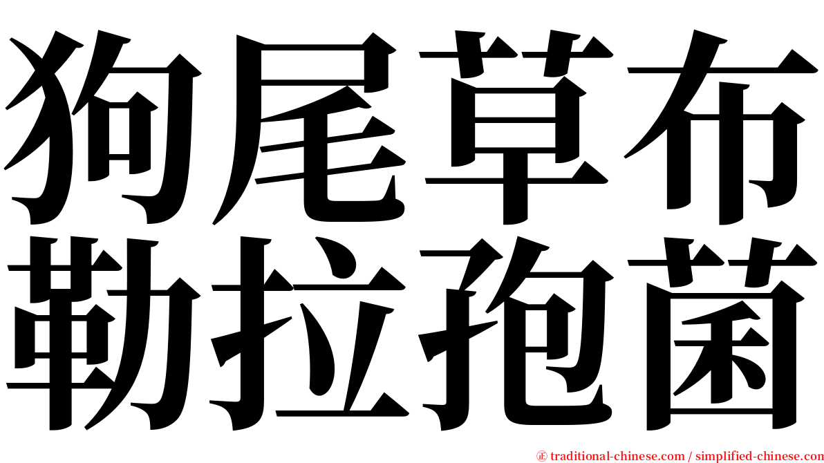 狗尾草布勒拉孢菌 serif font