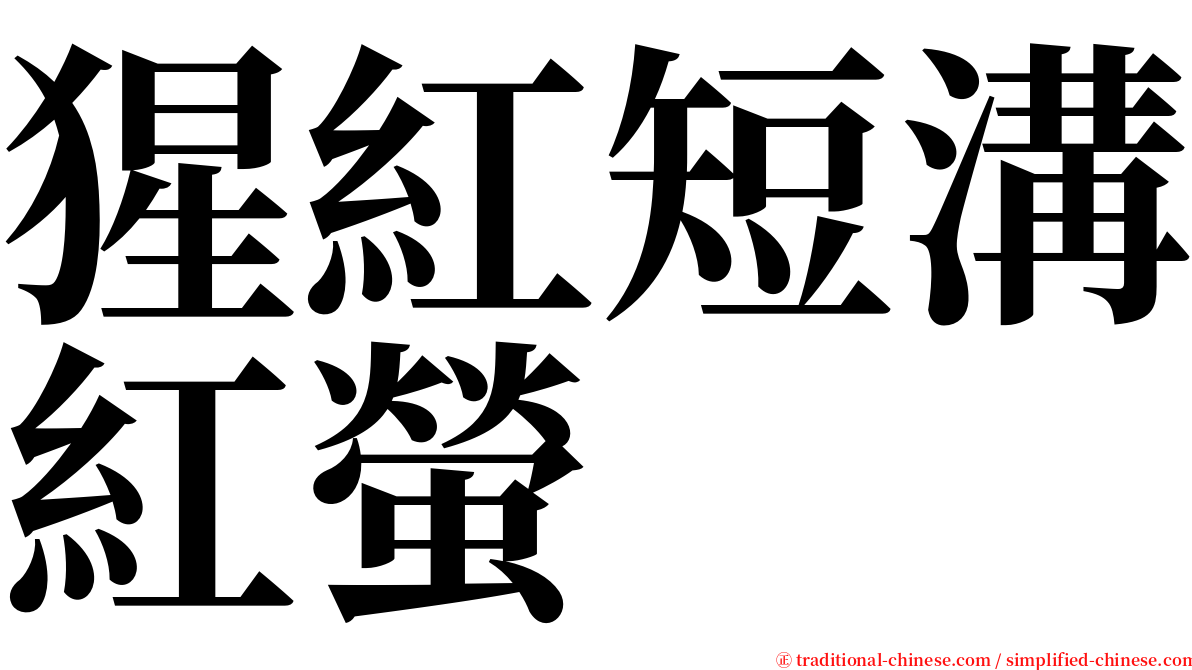 猩紅短溝紅螢 serif font