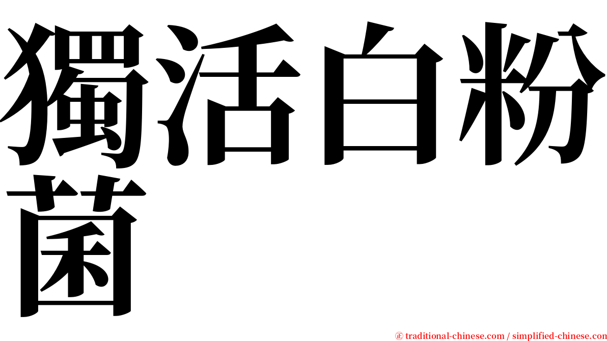 獨活白粉菌 serif font