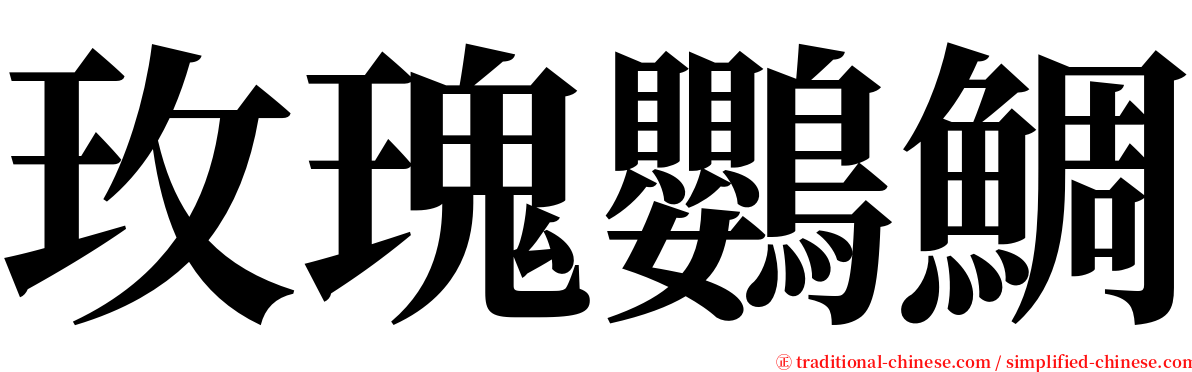 玫瑰鸚鯛 serif font