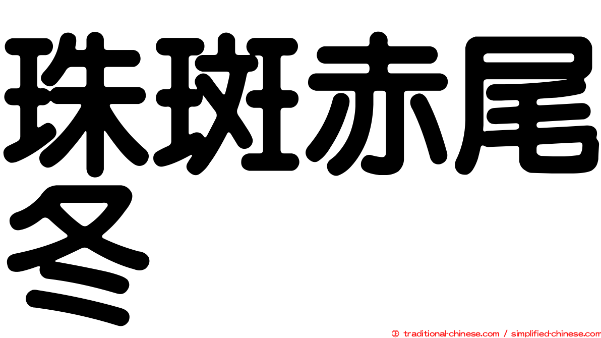 珠斑赤尾冬