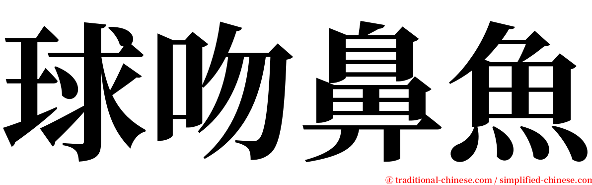 球吻鼻魚 serif font