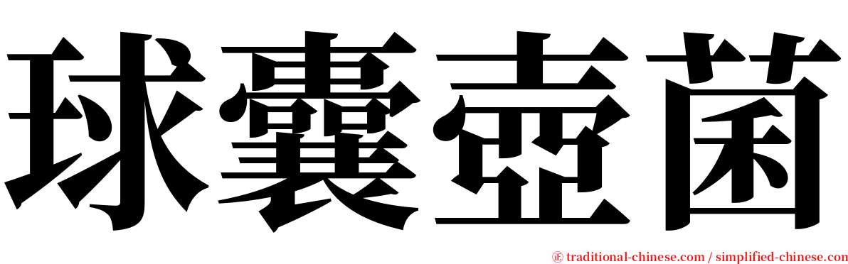 球囊壺菌 serif font
