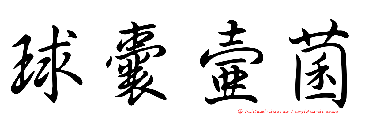 球囊壺菌