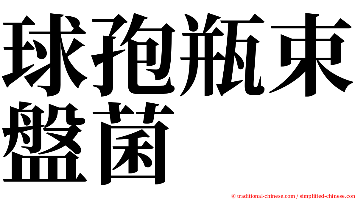 球孢瓶束盤菌 serif font