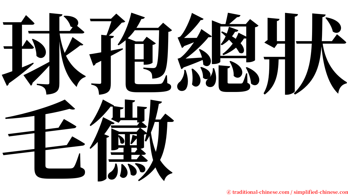 球孢總狀毛黴 serif font