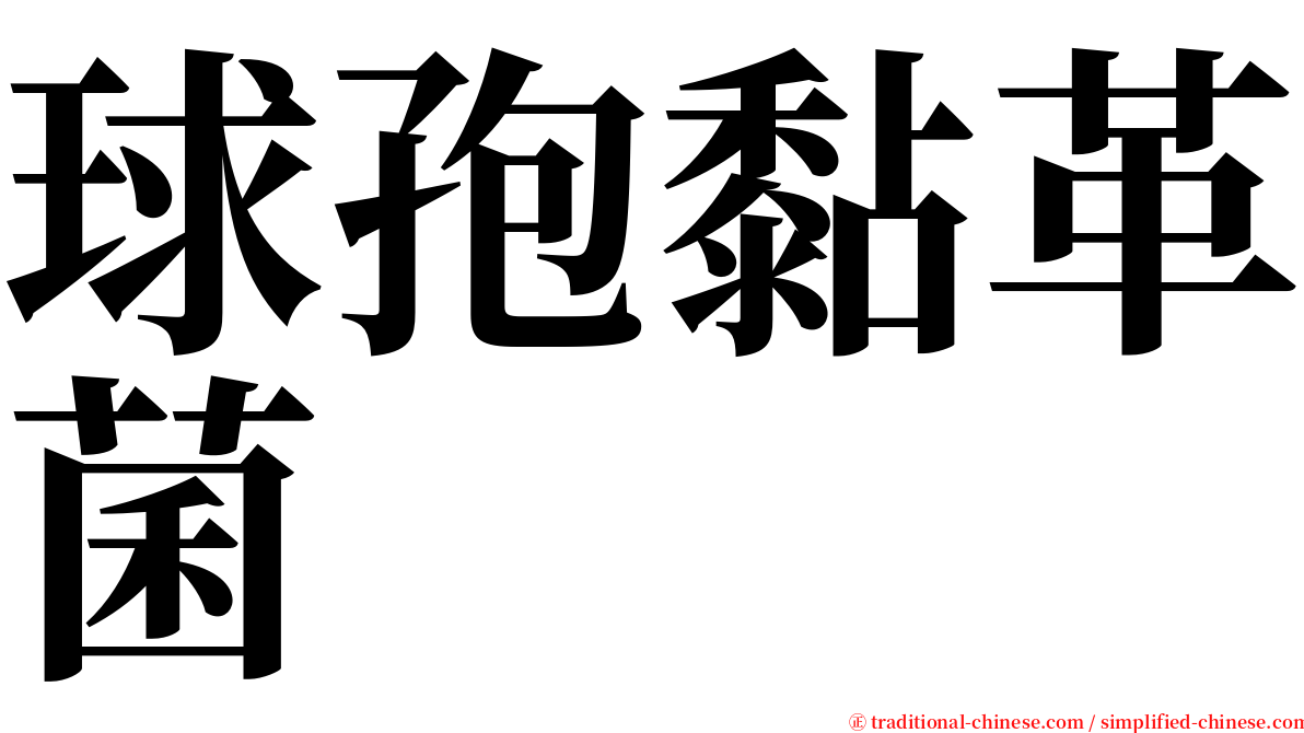 球孢黏革菌 serif font