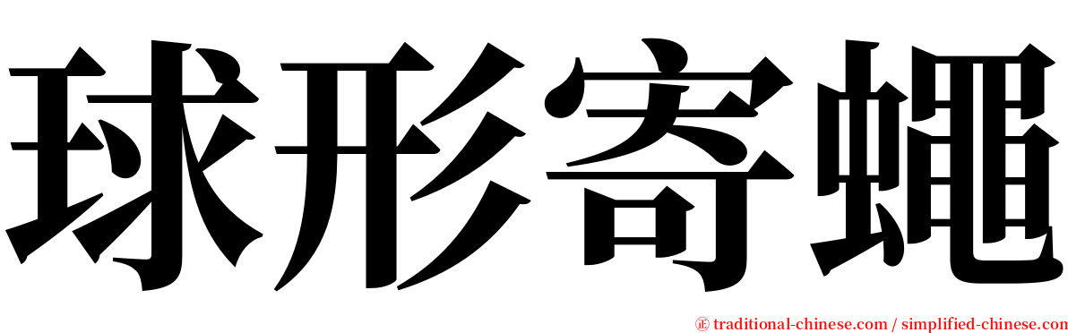 球形寄蠅 serif font