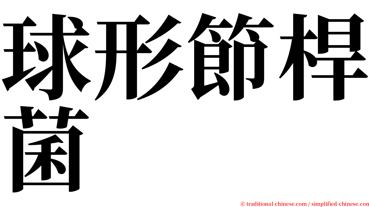 球形節桿菌 serif font