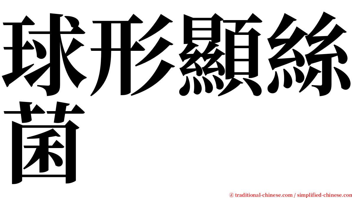 球形顯絲菌 serif font