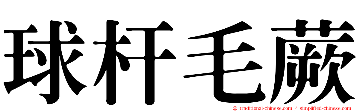 球杆毛蕨