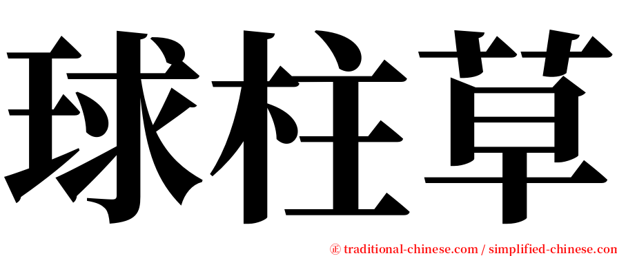 球柱草 serif font