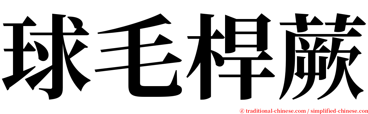 球毛桿蕨 serif font