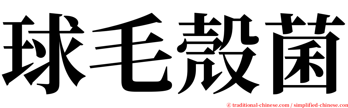 球毛殼菌 serif font