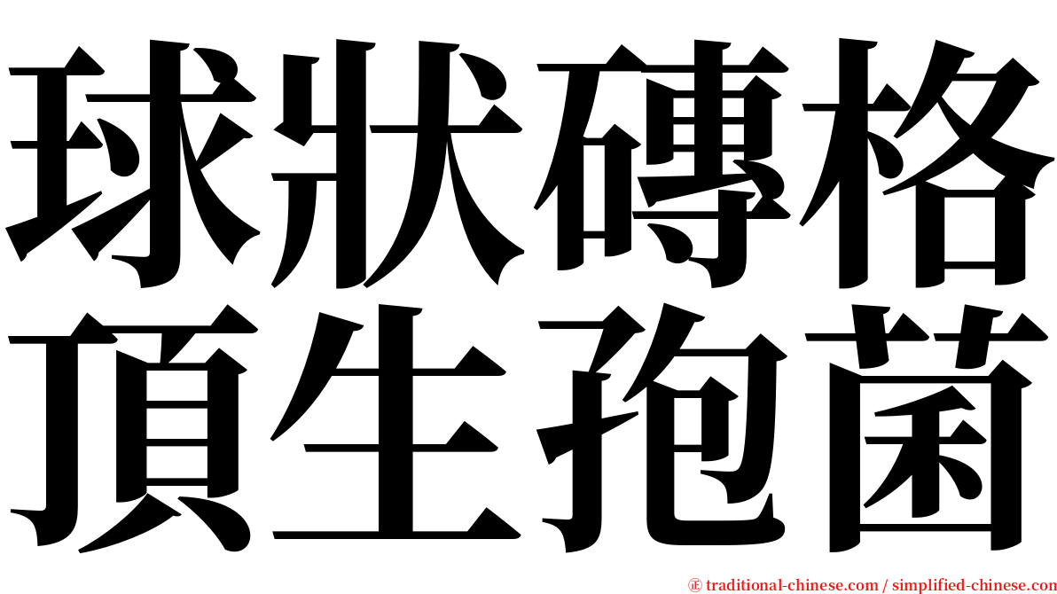 球狀磚格頂生孢菌 serif font