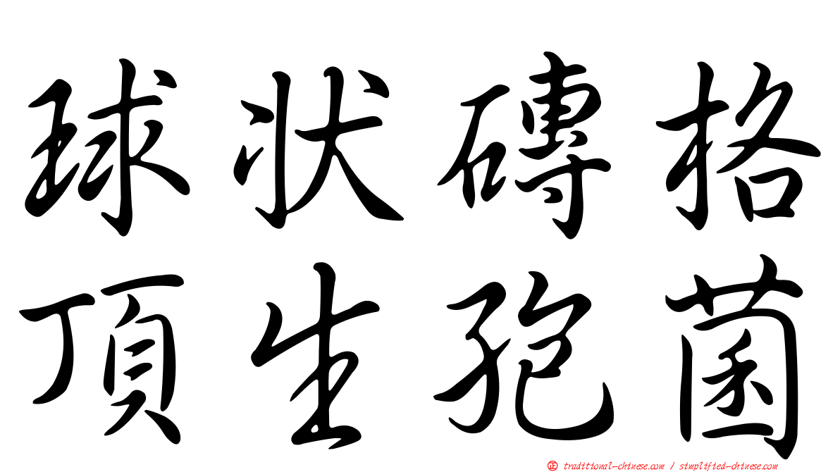 球狀磚格頂生孢菌