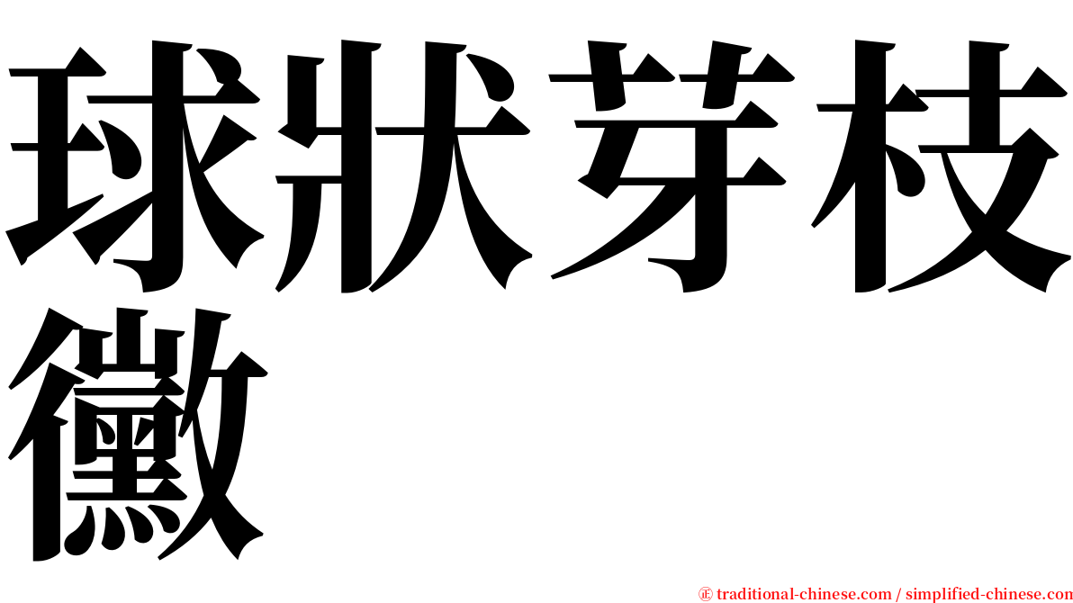 球狀芽枝黴 serif font