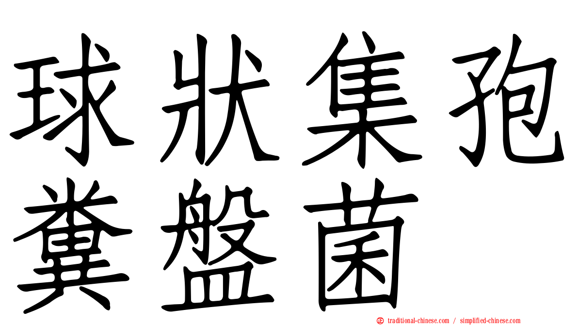 球狀集孢糞盤菌