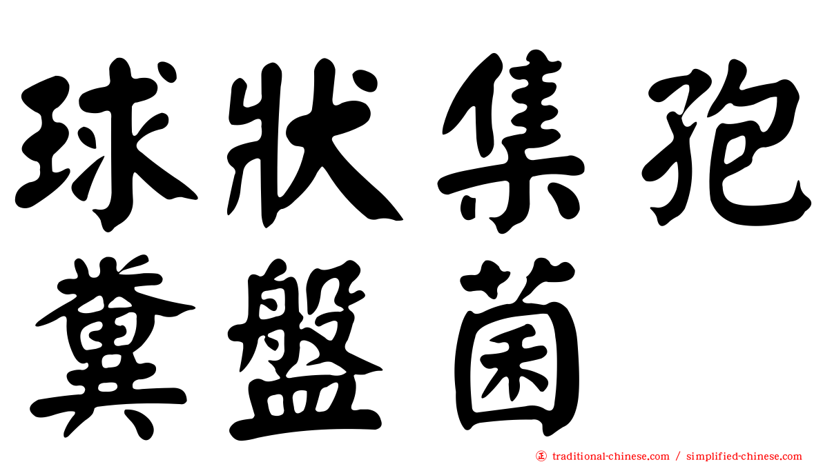 球狀集孢糞盤菌