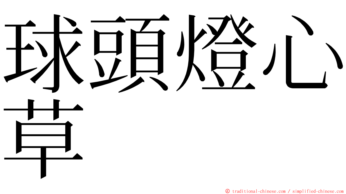 球頭燈心草 ming font