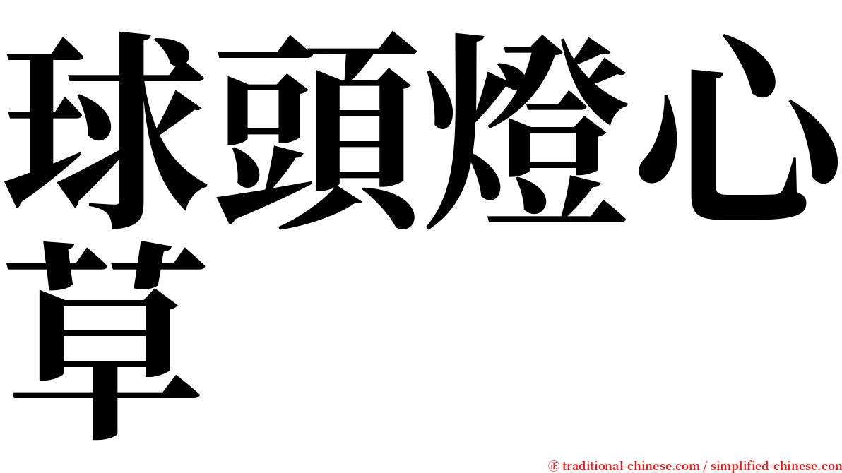 球頭燈心草 serif font