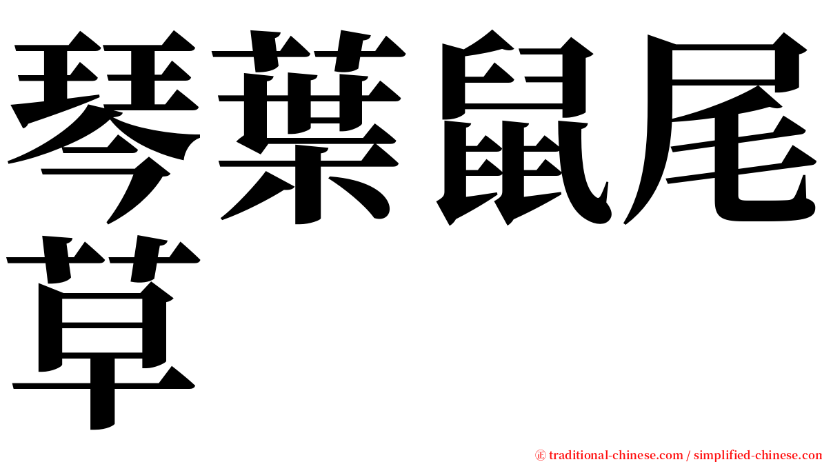 琴葉鼠尾草 serif font