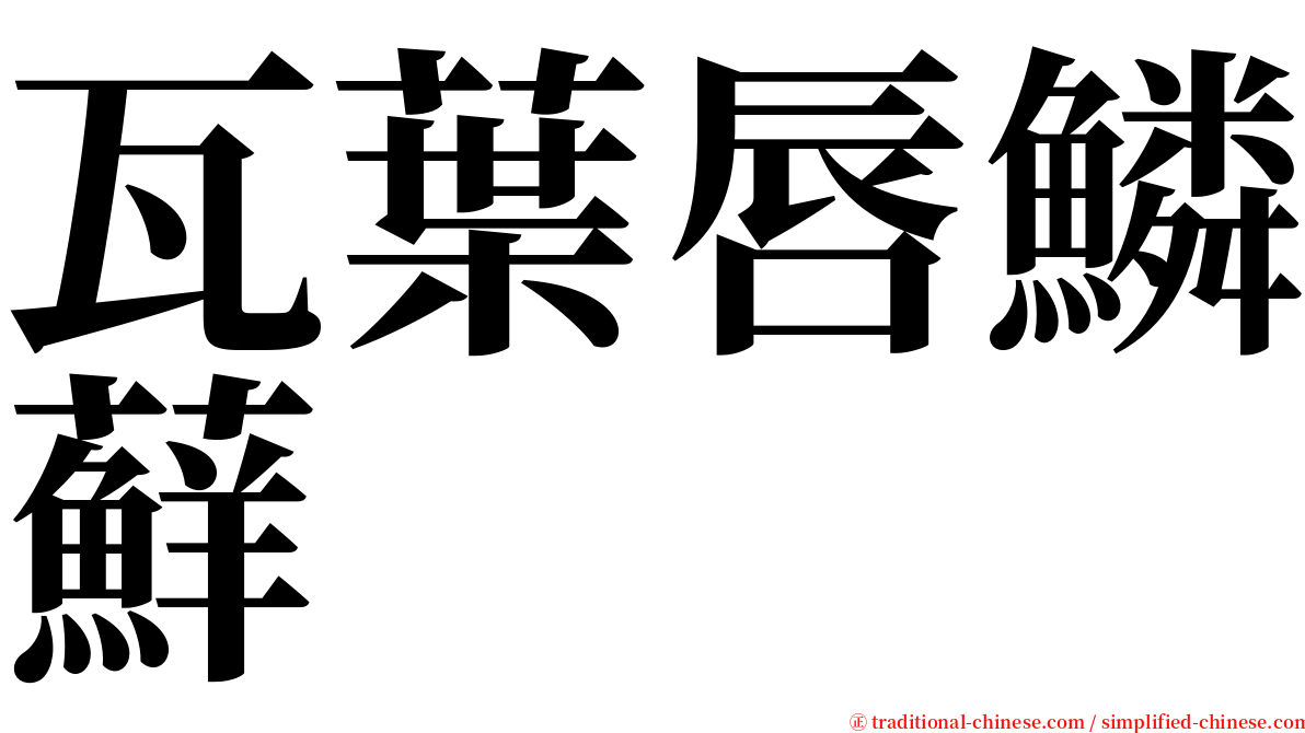 瓦葉唇鱗蘚 serif font