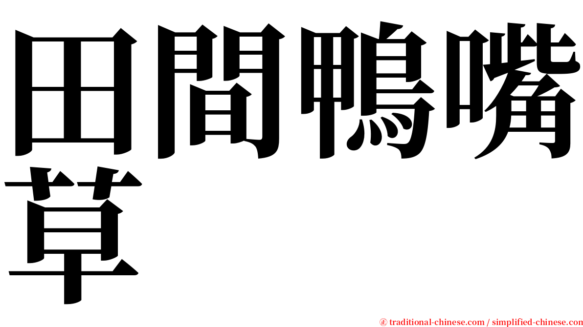 田間鴨嘴草 serif font