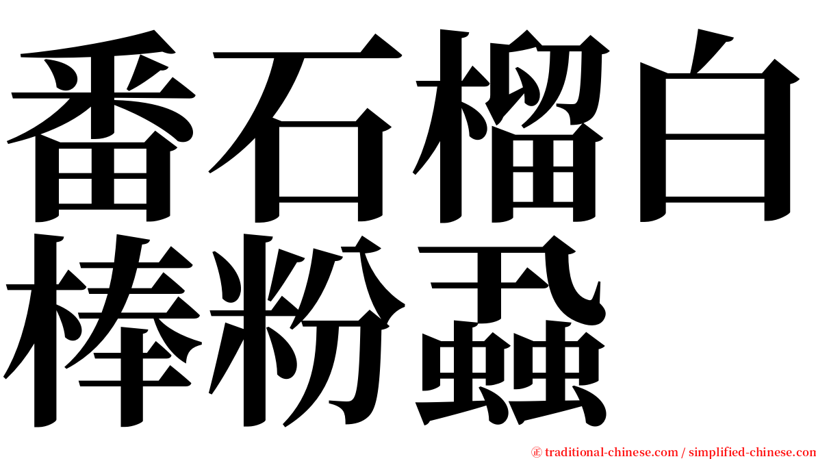 番石榴白棒粉蝨 serif font