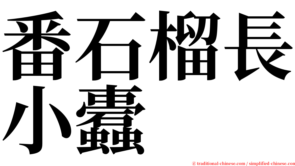 番石榴長小蠹 serif font