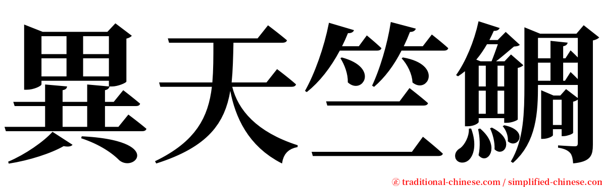 異天竺鯛 serif font