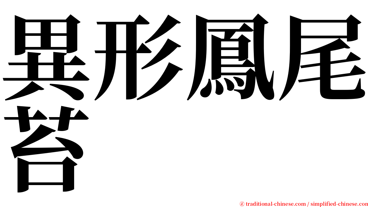 異形鳳尾苔 serif font