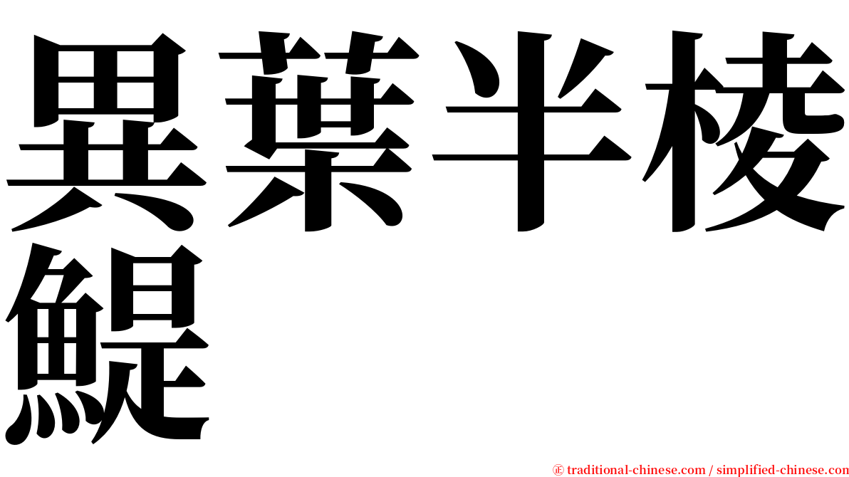 異葉半棱鯷 serif font