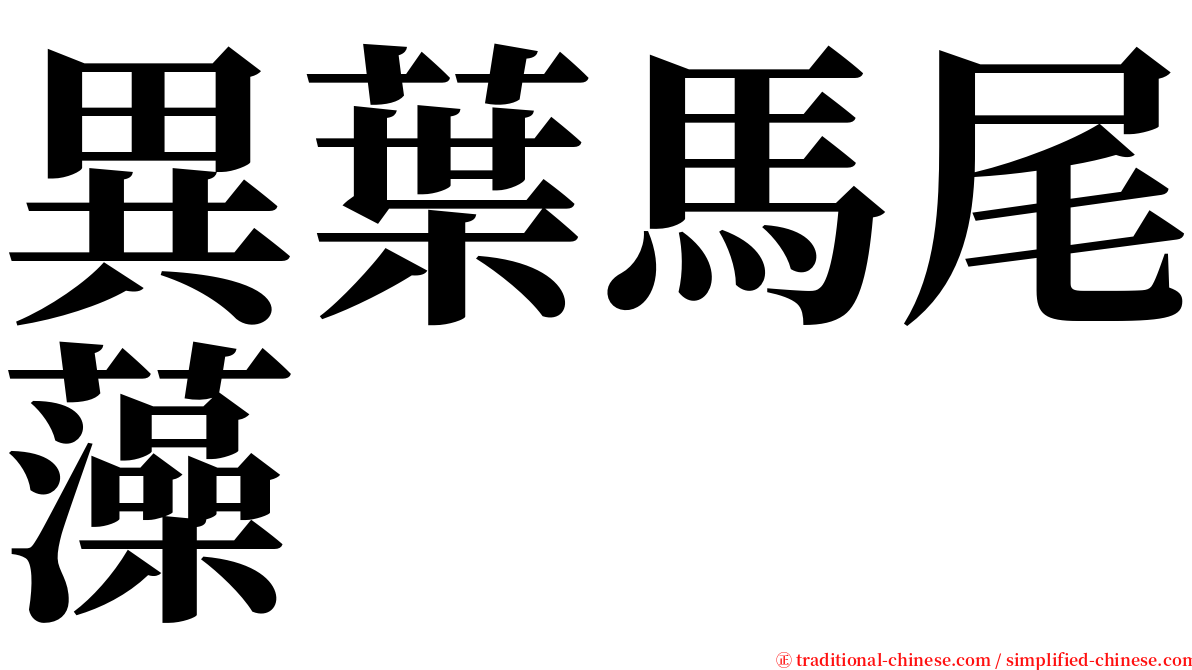 異葉馬尾藻 serif font