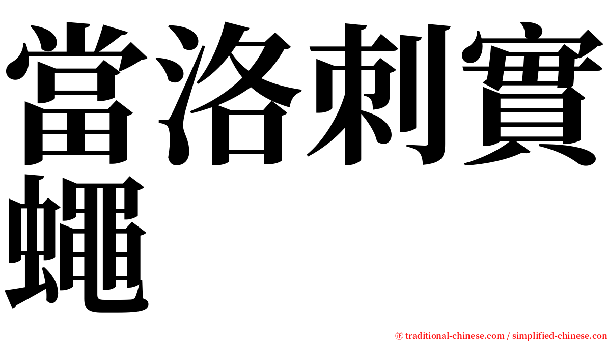 當洛刺實蠅 serif font