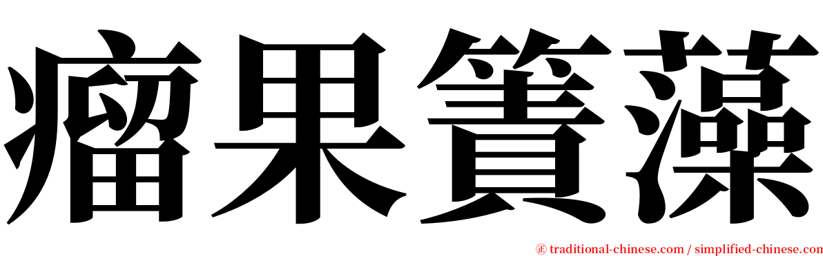 瘤果簀藻 serif font