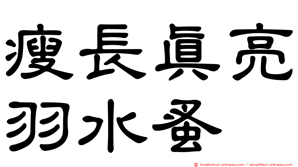 瘦長真亮羽水蚤