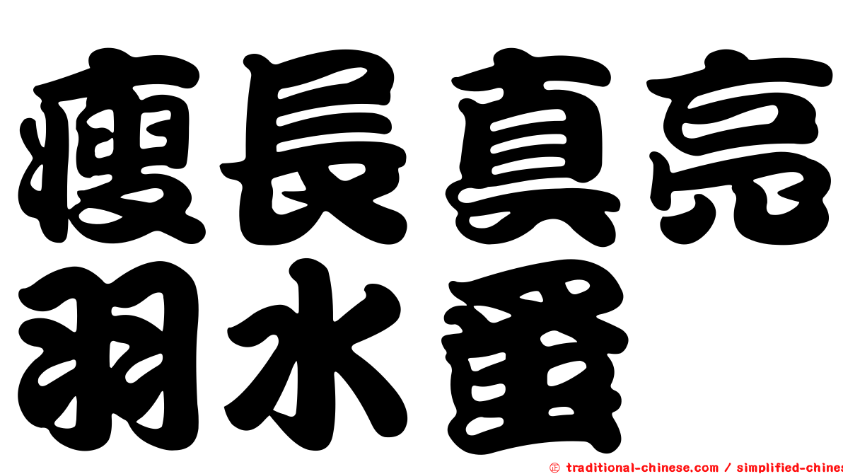 瘦長真亮羽水蚤