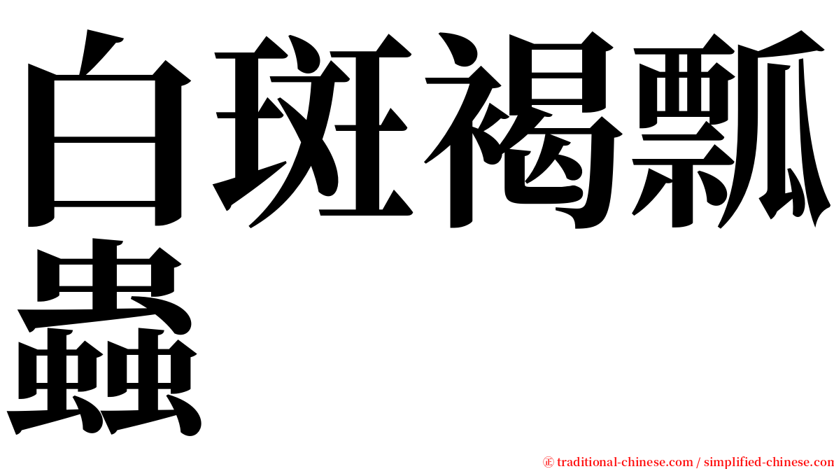 白斑褐瓢蟲 serif font