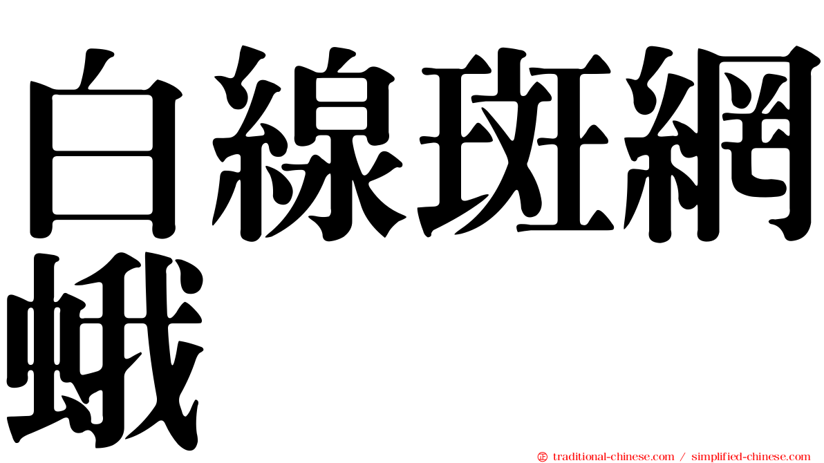 白線斑網蛾