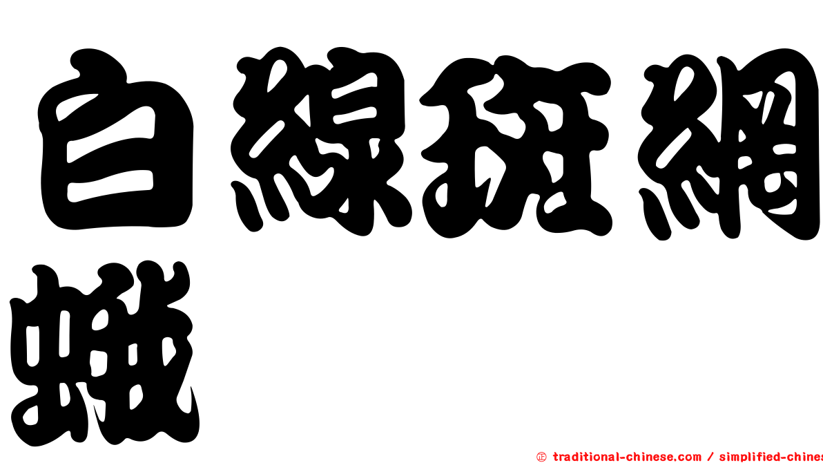 白線斑網蛾
